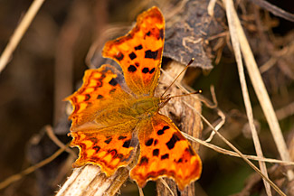 Comma (Polygonia c-album)
