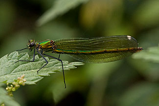 Banded Demoiselle (Calopteryx splendens)