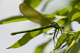Beautiful Demoiselle (Calopteryx virgo)