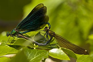 Beautiful Demoiselle (Calopteryx virgo)