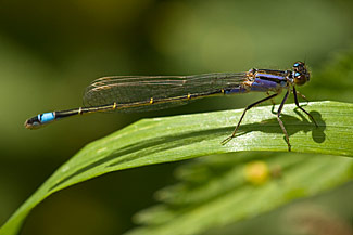 Blue-tailed Damselfly (Ischnura elegans) Blue-tailed Damselfly (Ischnura elegans)