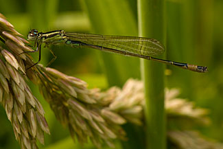 Blue-tailed Damselfly (Ischnura elegans) Blue-tailed Damselfly (Ischnura elegans)