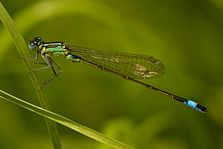 Blue-tailed Damselfly (Ischnura elegans) Blue-tailed Damselfly (Ischnura elegans)