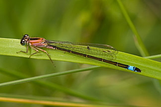 Blue-tailed Damselfly (Ischnura elegans) Blue-tailed Damselfly (Ischnura elegans)