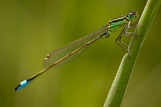 Blue-tailed Damselfly (Ischnura elegans) Blue-tailed Damselfly (Ischnura elegans)