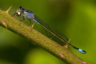 Blue-tailed Damselfly (Ischnura elegans) Blue-tailed Damselfly (Ischnura elegans)