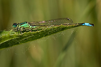 Blue-tailed Damselfly (Ischnura elegans) Blue-tailed Damselfly (Ischnura elegans)