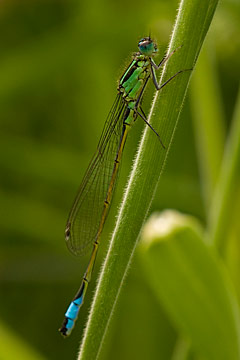 Blue-tailed Damselfly (Ischnura elegans)