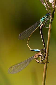 Blue-tailed Damselfly (Ischnura elegans)