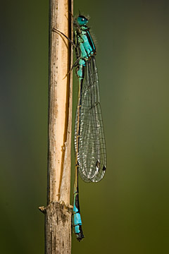 Blue-tailed Damselfly (Ischnura elegans)