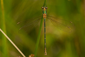 Emerald damselfly (Lestes sponsa)