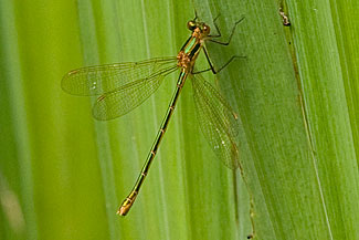 Emerald damselfly (Lestes sponsa)