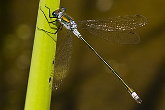 Emerald damselfly (Lestes sponsa)