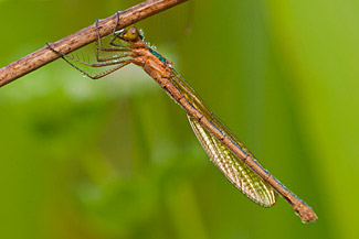 Emerald damselfly (Lestes sponsa)