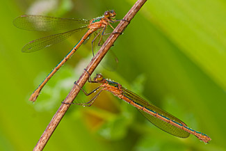 Emerald damselfly (Lestes sponsa)