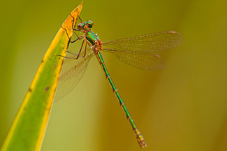 Emerald damselfly (Lestes sponsa)