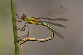 Emerald damselfly (Lestes sponsa)