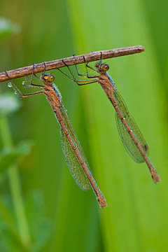 Emerald damselfly (Lestes sponsa) Emerald damselfly (Lestes sponsa)