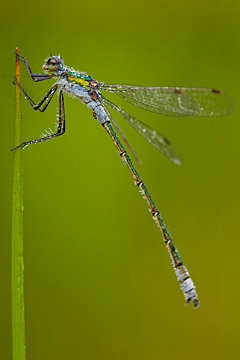Emerald damselfly (Lestes sponsa) Emerald damselfly (Lestes sponsa)