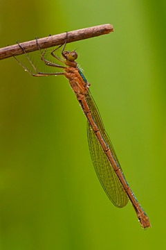 Emerald damselfly (Lestes sponsa) Emerald damselfly (Lestes sponsa)