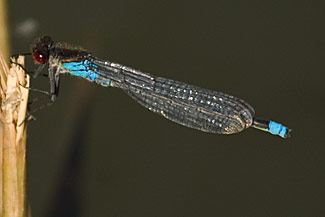 Red-eyed damselfly (Erythromma najas)