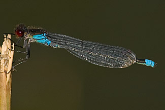 Red-eyed Damselfly (Erythromma najas)