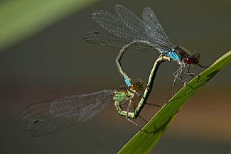 Red-eyed Damselfly (Erythromma najas)