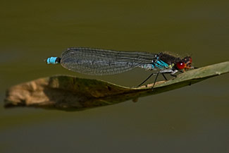 Red-eyed Damselfly (Erythromma najas)