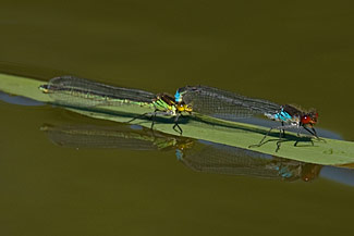 Red-eyed Damselfly (Erythromma najas)