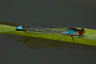Red-eyed Damselfly (Erythromma najas)