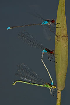 Red-eyed damselfly (Erythromma najas)