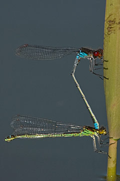 Red-eyed damselfly (Erythromma najas)