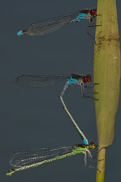 Red-eyed damselfly (Erythromma najas)