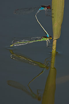 Red-eyed damselfly (Erythromma najas)