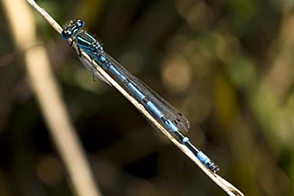 Southern Damselfly (Coenagrion mercuriale)