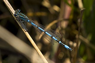 Southern Damselfly (Coenagrion mercuriale)