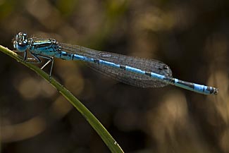Southern Damselfly (Coenagrion mercuriale)