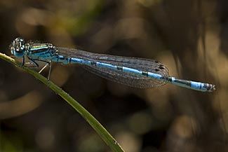 Southern Damselfly (Coenagrion mercuriale)