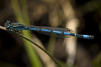 Southern Damselfly (Coenagrion mercuriale)
