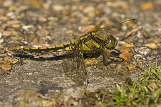 Black-tailed Skimmer