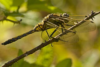 Black-tailed Skimmer
