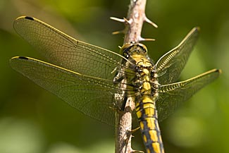 Black-tailed Skimmer