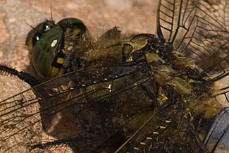 Black-tailed Skimmer