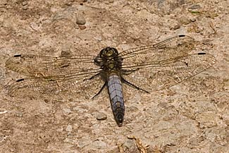 Black-tailed Skimmer