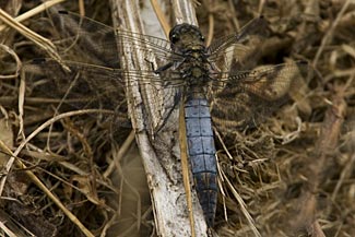 Black-tailed Skimmer