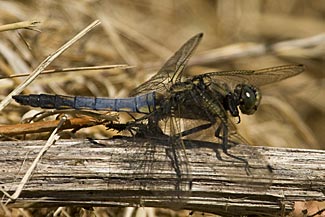Black-tailed Skimmer