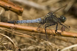 Male Black-tailed Skimmer