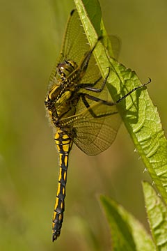 Black-tailed Skimmer