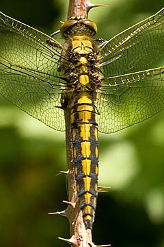 Black-tailed Skimmer