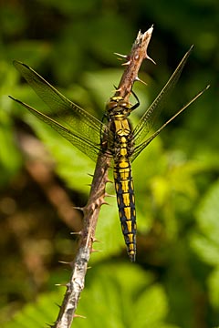 Black-tailed Skimmer